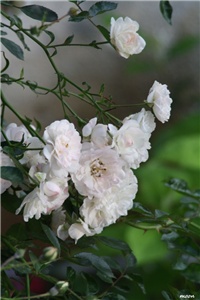 4df60bd8-IMG_5132 Swany.jpg